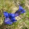 Enzian, Butterblumen und Krokusse bl&uuml;hen auf den Wiesen - Foto: MS, &copy; Peer