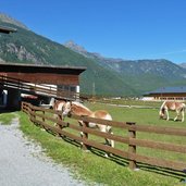 haflinger bei laengenfeld espan