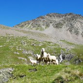 schafe bei hochmoor mutterberg