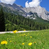 blumenwiese und karkopf hochwand mieminger kette bei gaistalalm