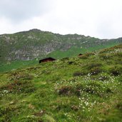 huetten unter olperer valsertal alpenrosen