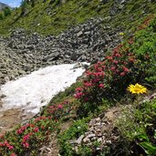 schneereste bei ganderbild tal