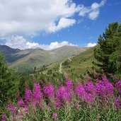 weidenroeschen und blick richtung tscheyegg