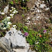 alpenblumen karwendel nordkette