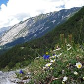 alpenkraeuter am weg lafatscherjoch