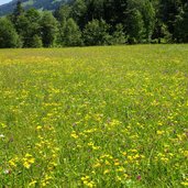 wiesen bei innerkelchsau