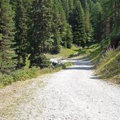 forst strasse von stier alm nach plamort