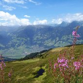 weidenroeschen und blick auf zillertal bei fuegen