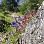 gschnitz weg zur tribulaunhuette glockenblumen