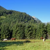 panorama von alte gacht strasse bei gaicht richtung krottental birkental rauth pferde