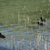 blaesshuhn haldensee