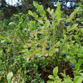 blaubeeren heidelbeeren am weg