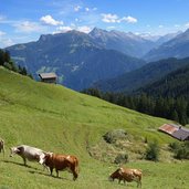 kuehe bei kressbrunn almen hoarbergweg