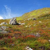 heidelandschaft schafleitenalm unter kreuzjoch fr