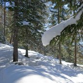 winterwald gaistal weg bei leutasch