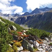 hochalpine herbstlandschaft bei zillerspitze naturpark zillertaler alpen kuchelmooskar fr