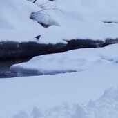 wasseramsel am gschnitzbach