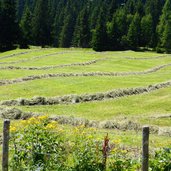 wiesen bei sattelbergalm