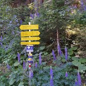 wegweiser alpenrosenweg und darmstaedter huette