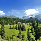 wald am kerschbaumerberg bei sattelberg brenner