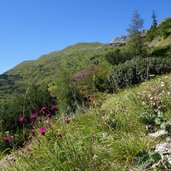 wiesen unter padasterjoch