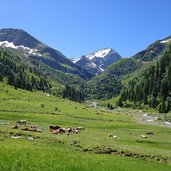 kuehe weidevieh bei tritschalpe fr