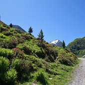 alpenrosen im moostal