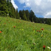 waldraster joechl wiesen oberhalb von matrei