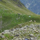 schafe bei alfairalm