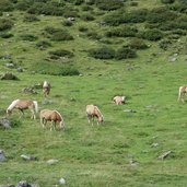 haflinger pferde bei karalm