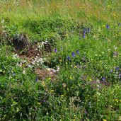 blumen und kraeuter am aschauer hoehenweg