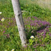 kraeuter am aschauer hoehenweg thymian