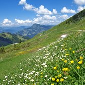 hahnenfussbluete am weg zum hahnenkamm