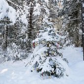 weihnachtsbaum im wald