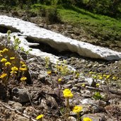 schneeschmelze und huflattich im malfontal