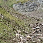 schafe unter kirchenkogel