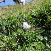 baertige glockenblume