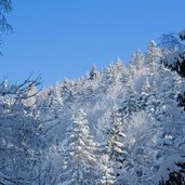 winterwald am stadtberg kufstein