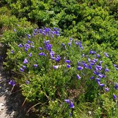 glockenblumen und heidelbeeren