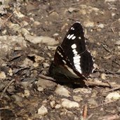 eisvogel schmetterling