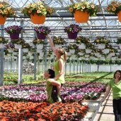 Erlebnisgaertnerei Hoednerhof Blumenwelt Ebbs Mils Tirol Pflanzenbilder Gaernterei ampeln blumen Mitarbeiter