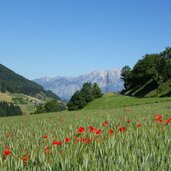 wipptal getreidefelder bei pfons mit mohnblumen