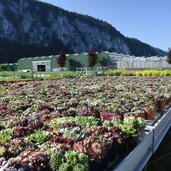 Erlebnisgaertnerei Hoednerhof Blumenwelt Ebbs Mils Tirol Gaertnerei Freiflaeche Hauswurzen