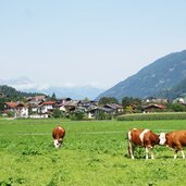 weide bei aschau zillertal