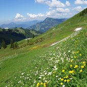 hahnenfussbluete am weg zum hahnenkamm