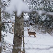 Reh im Winterwald in der Region