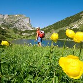 Zireiner See Trollblumen