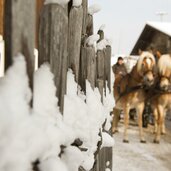 allgemein kutschenfahrt foto