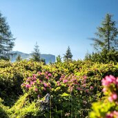 almrauschbluete auf der steinplatte waidring