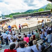 haflinger weltausstellung fohlenhof ebbs